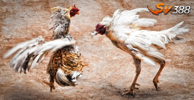 Tại sao cần tìm hiểu cách đá gà chuyên nghiệp?