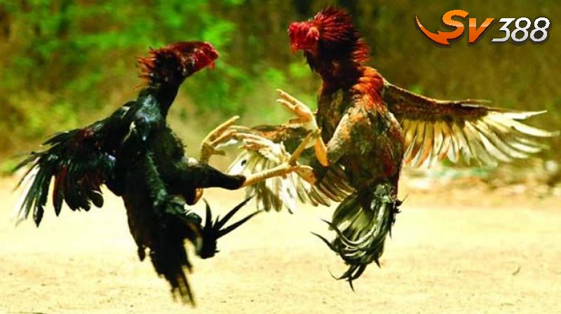 Các hình thức thi đấu trong đá gà cựa dao