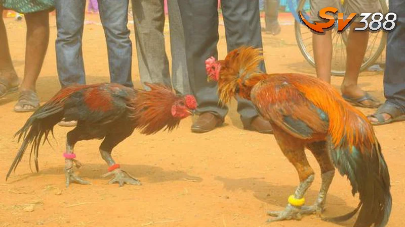 Thông tin chung về đá gà Malaysia