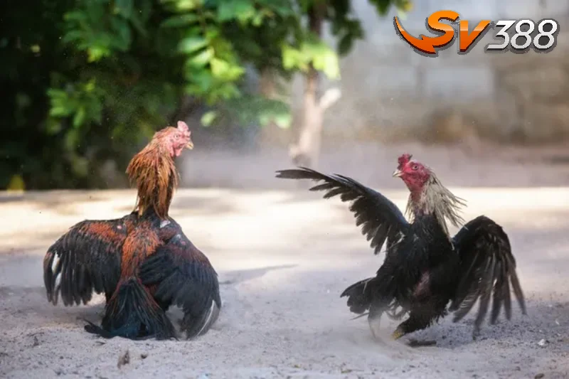 Những hình thức phổ biến của đá gà Thomo