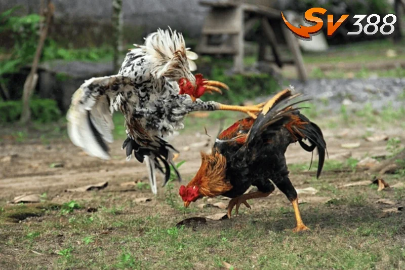 Xem kết quả đá gà hôm nay để làm gì?