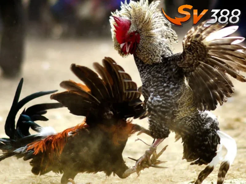 SV388 có thường xuyên cập nhất kết quả đá gà hôm nay không?