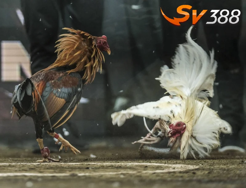 Vì sao nên phân tích đá gà chi tiết?