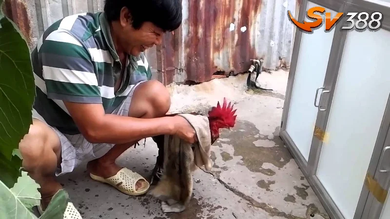 Vì sao kê thủ cần phải biết cách tắm cho gà chọi?