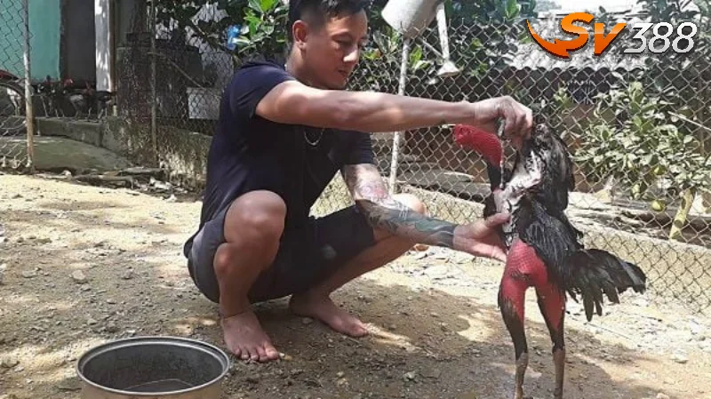 Phương pháp tắm khô cho kê chiến