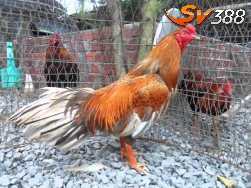 Cắt tỉa lông gà đá nên thực hiện khi nào là được?