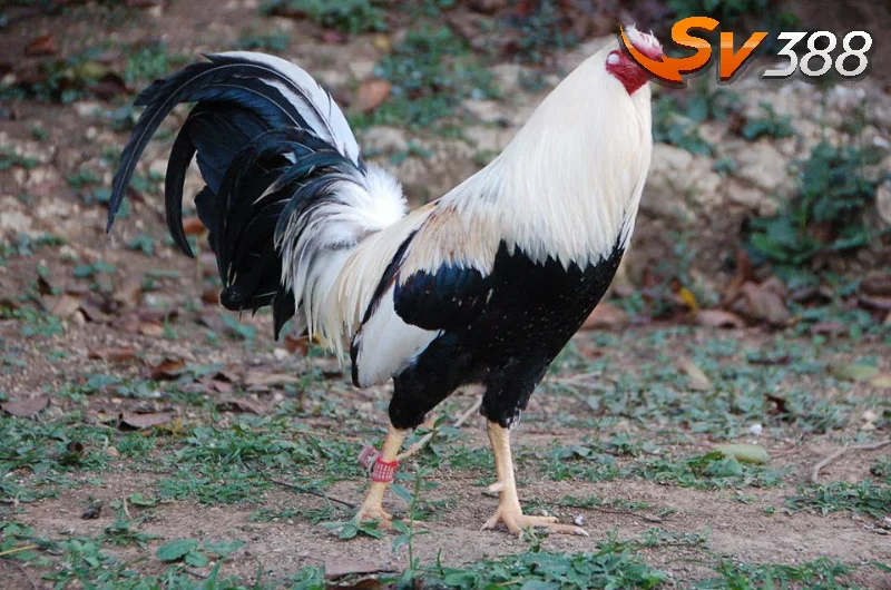 Không tỉa lông gà định kỳ sẽ gây nên những tác hại gì?