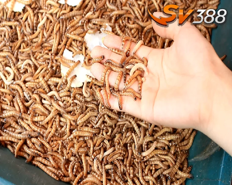 Chế độ thức ăn nuôi gà đá theo thành phần dinh dưỡng