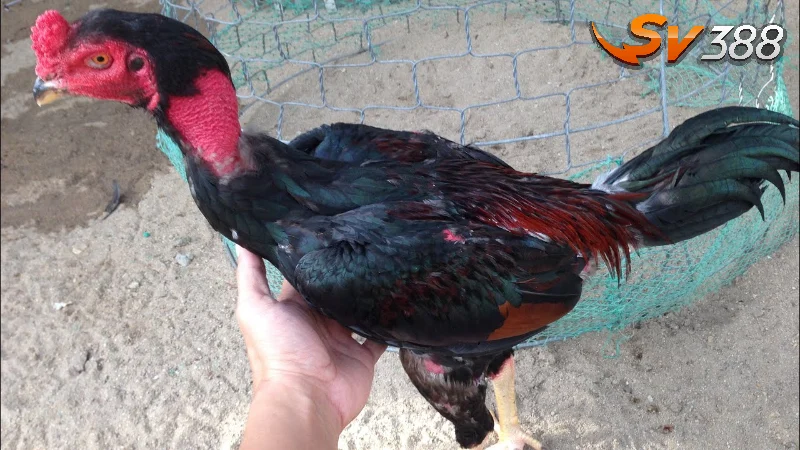 Gà tơ vỡ đòn là gì?