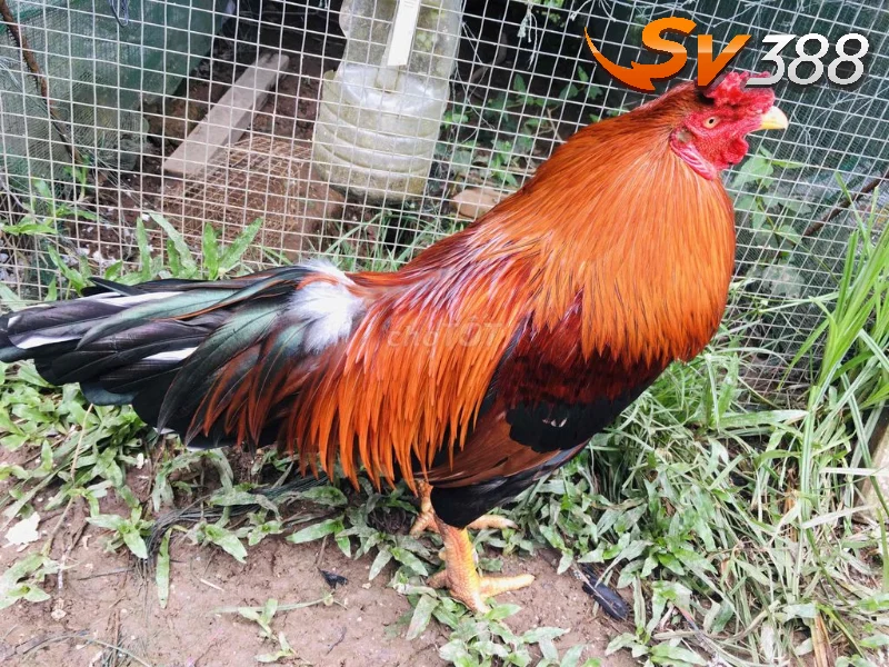 Phòng ngừa tình huống gà vỡ đòn