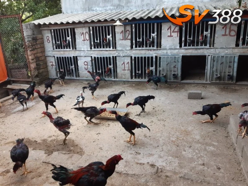 Top 5 trại nuôi gà đá lớn nhất nước ta hiện nay