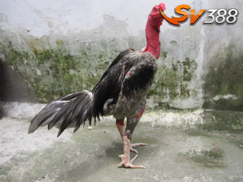 Xem ngày đá gà 12 con giáp để làm gì?