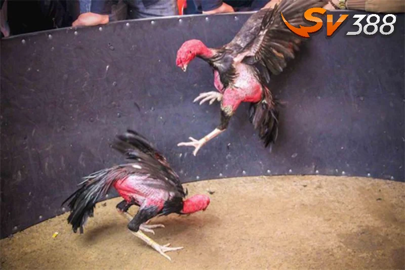 Xem ngày đá gà 12 con giáp với loài xám đá