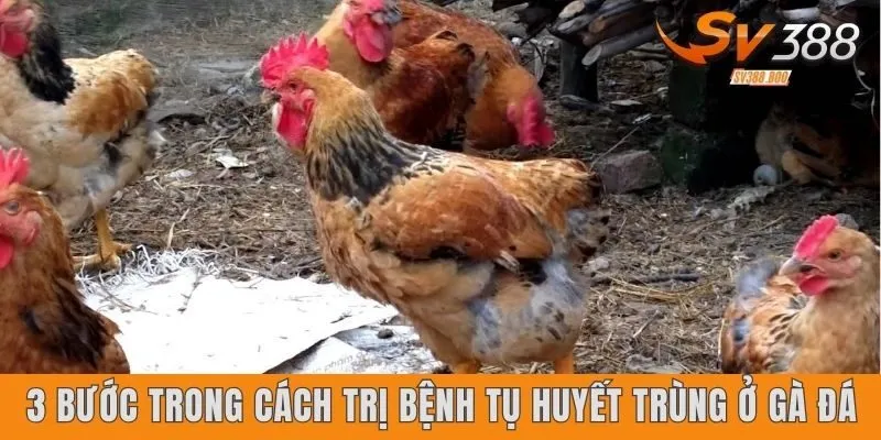 3 bước trong cách trị bệnh tụ huyết trùng ở gà đá
