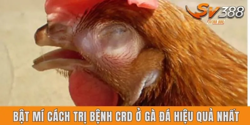Bật mí cách trị bệnh CRD ở gà đá hiệu quả nhất