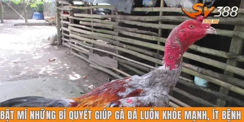 Bí quyết giúp gà đá luôn khỏe mạnh, ít bệnh
