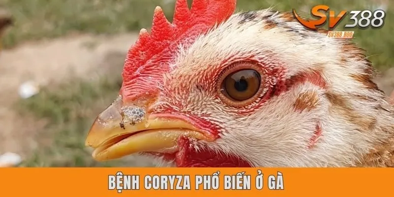 Bệnh Coryza phổ biến ở gà
