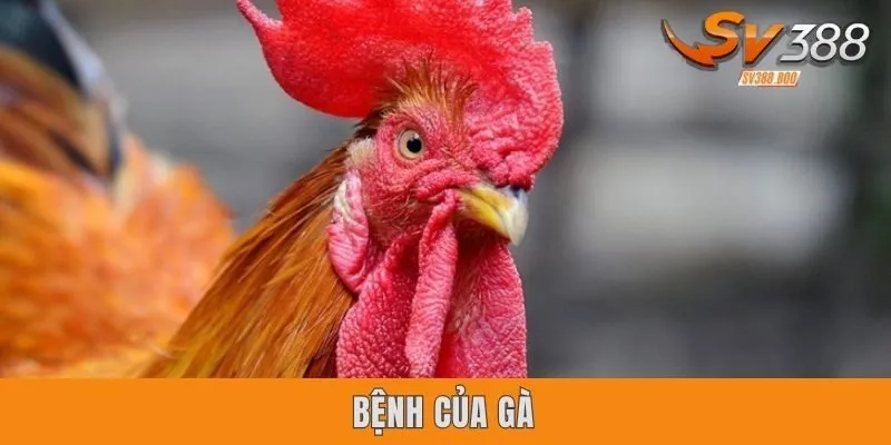 Bệnh Của Gà