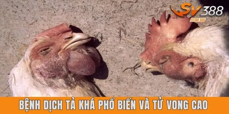 Bệnh dịch tả khá phổ biến và tử vong cao 