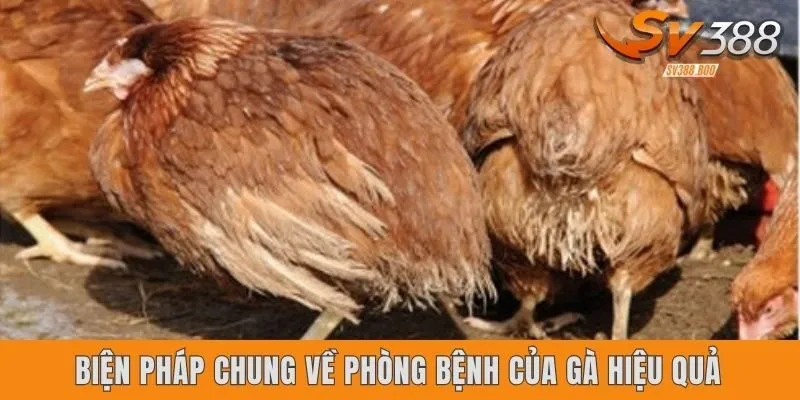 Biện pháp chung về phòng bệnh của gà hiệu quả