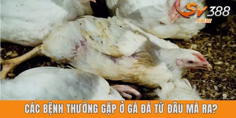 Các bệnh thường gặp ở gà đá từ đâu mà ra?