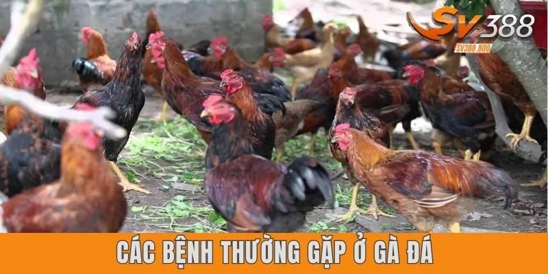 Các bệnh thường gặp ở gà đá