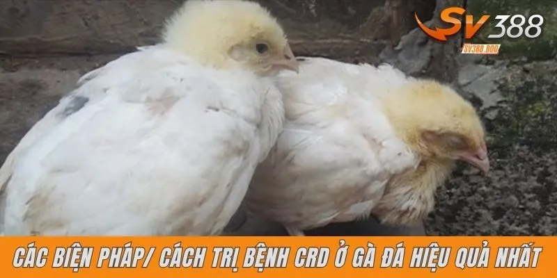 Các cách trị bệnh CRD ở gà đá hiệu quả nhất