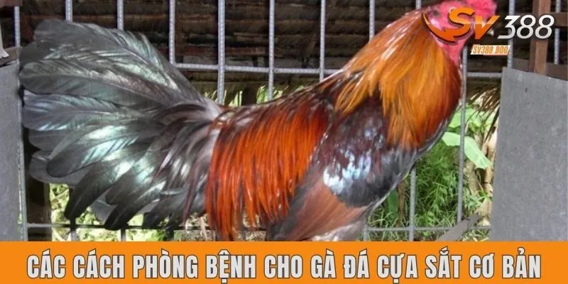 Các cách phòng bệnh cho gà đá cựa sắt cơ bản