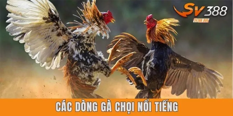 Các dòng gà chọi nổi tiếng