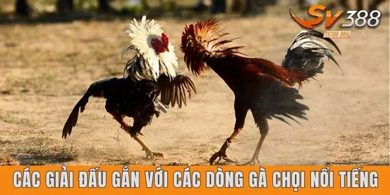 Các giải đấu gắn với các dòng gà chọi nổi tiếng