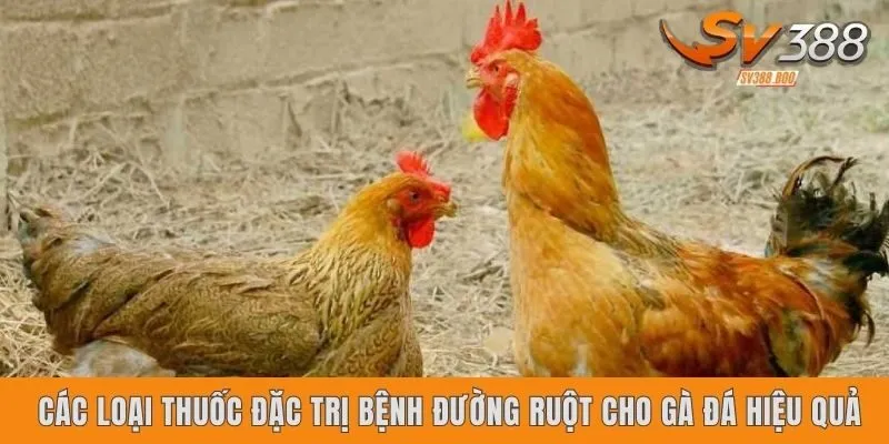 Các loại thuốc đặc trị bệnh đường ruột cho gà đá hiệu quả