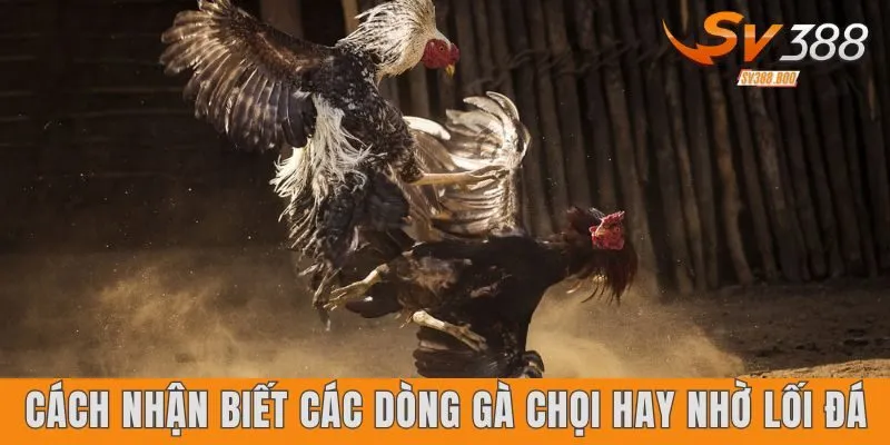 Cách nhận biết các dòng gà chọi hay nhờ lối đá