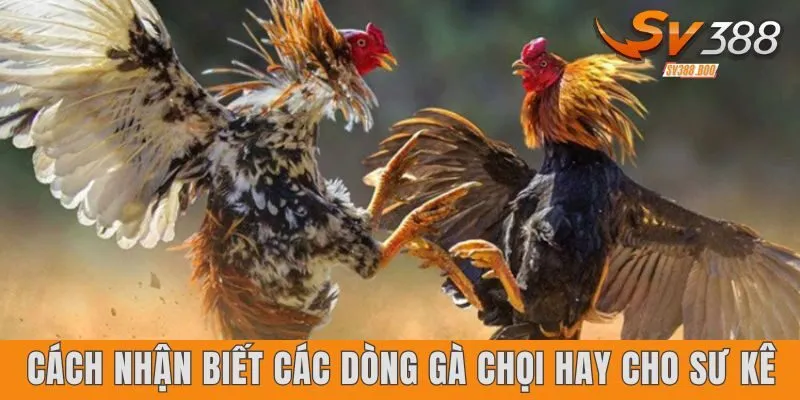 Cách Nhận Biết Các Dòng Gà Chọi Hay
