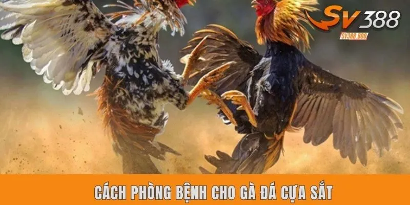Các cách phòng bệnh cho gà đá cựa sắt cơ bản