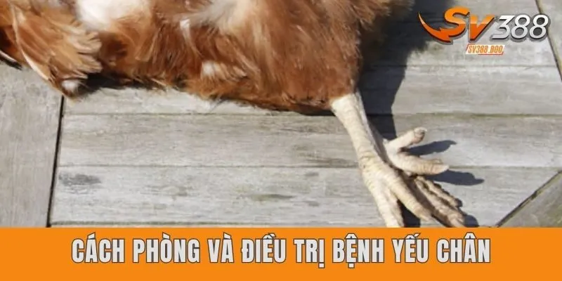 Cách phòng và điều trị bệnh yếu chân