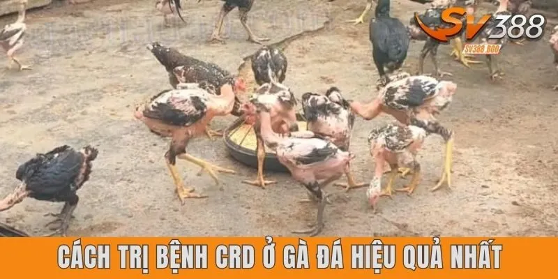 Cách trị bệnh CRD ở gà đá hiệu quả nhất