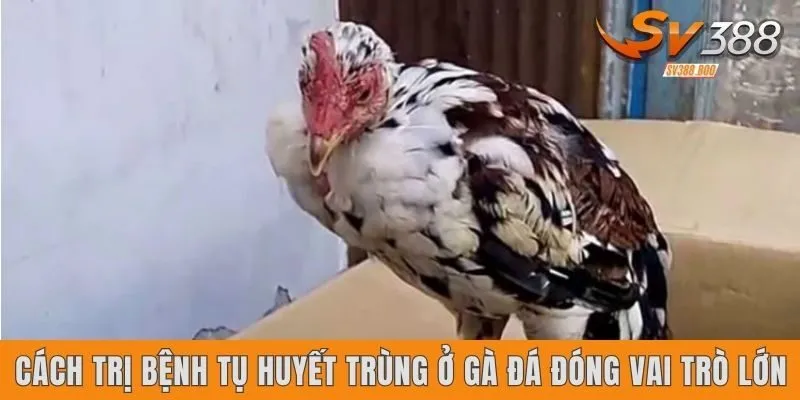 Cách trị bệnh tụ huyết trùng ở gà đá đóng vai trò lớn