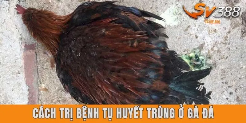 Cách trị bệnh tụ huyết trùng ở gà đá đóng vai trò lớn