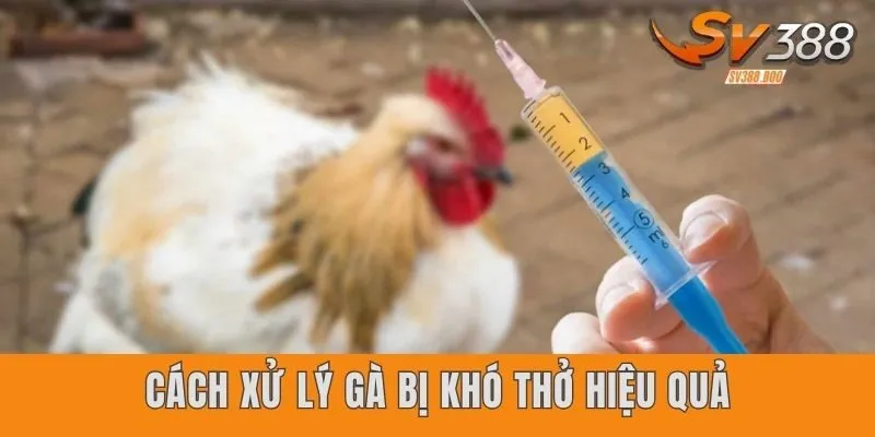 Cách xử lý gà bị khó thở hiệu quả