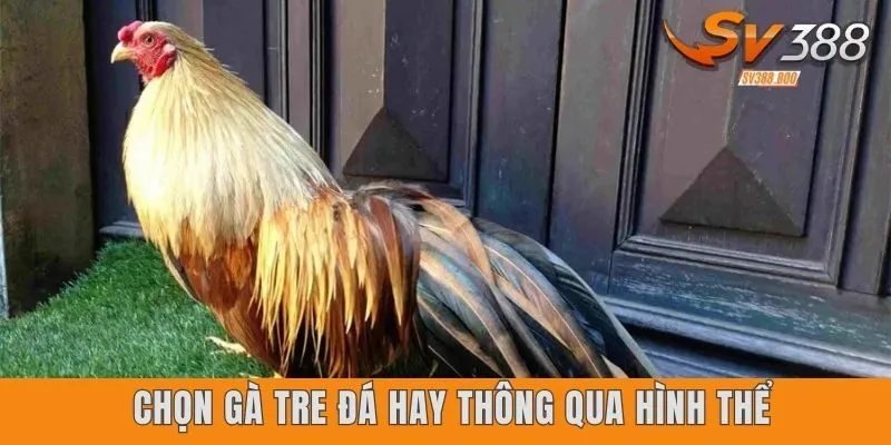Quan sát hình thể để đánh giá gà tre