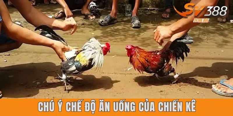 Chú ý chế độ ăn uống của chiến kê