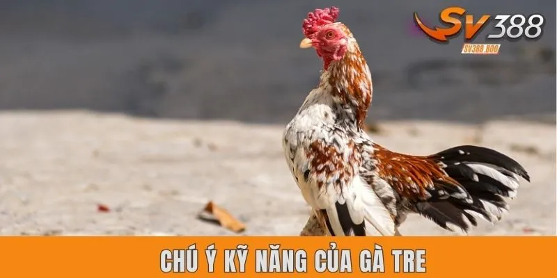 Chọn gà tre đá dựa vào kỹ năng