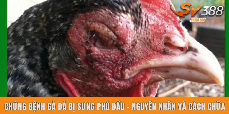 Chứng bệnh gà đá bị sưng phù đầu - Nguyên nhân và cách chữa
