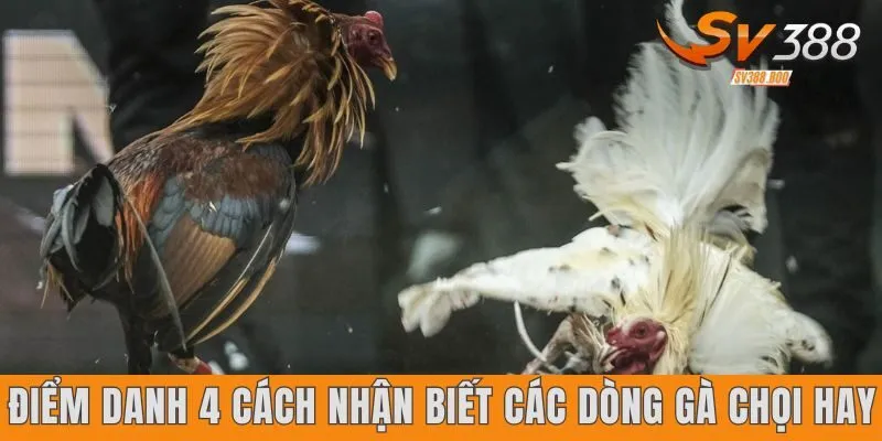 Điểm danh 4 cách nhận biết các dòng gà chọi hay