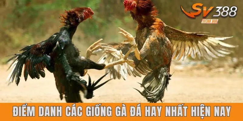 Điểm danh các giống gà đá hay nhất hiện nay