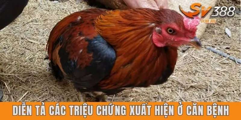 Diễn tả các triệu chứng xuất hiện ở căn bệnh