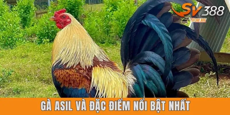 Gà Asil và đặc điểm nổi bật nhất
