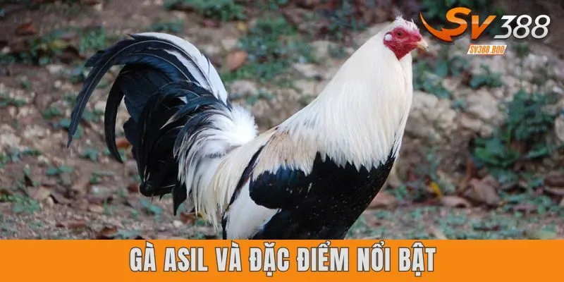 Gà Asil và đặc điểm nổi bật nhất