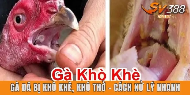 Giới thiệu gà đá bị khò khè, khó thở - Cách xử lý nhanh