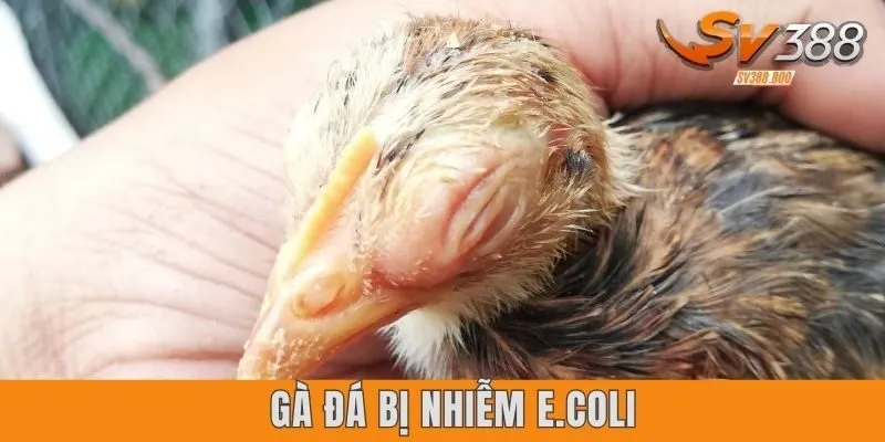 Gà đá bị nhiễm E.coli